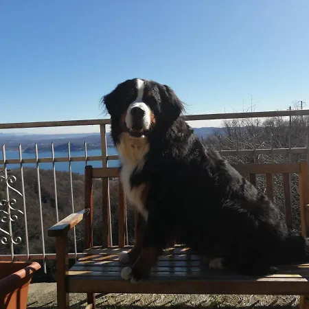 Magnolia Bb, Maggiore Массино-Висконти