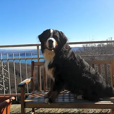 Magnolia Bb, Maggiore Massino Visconti