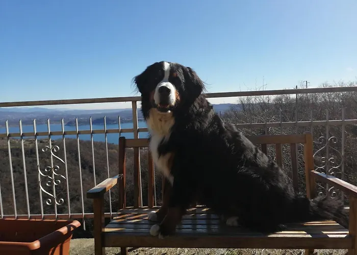 Magnolia Bb, Maggiore マッシーノ・ヴィスコンティ